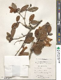 Rhododendron phaeochitum image