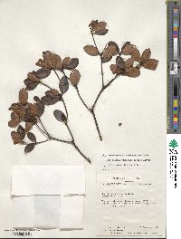 Rhododendron inconspicuum image