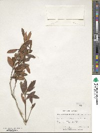 Rhododendron inconspicuum image