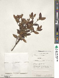 Rhododendron inconspicuum image