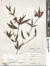 Rhododendron rarum image