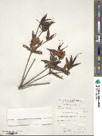 Rhododendron rarum image