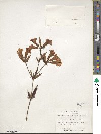 Rhododendron rarum image