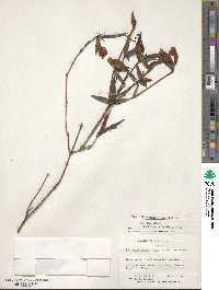 Rhododendron rarum image