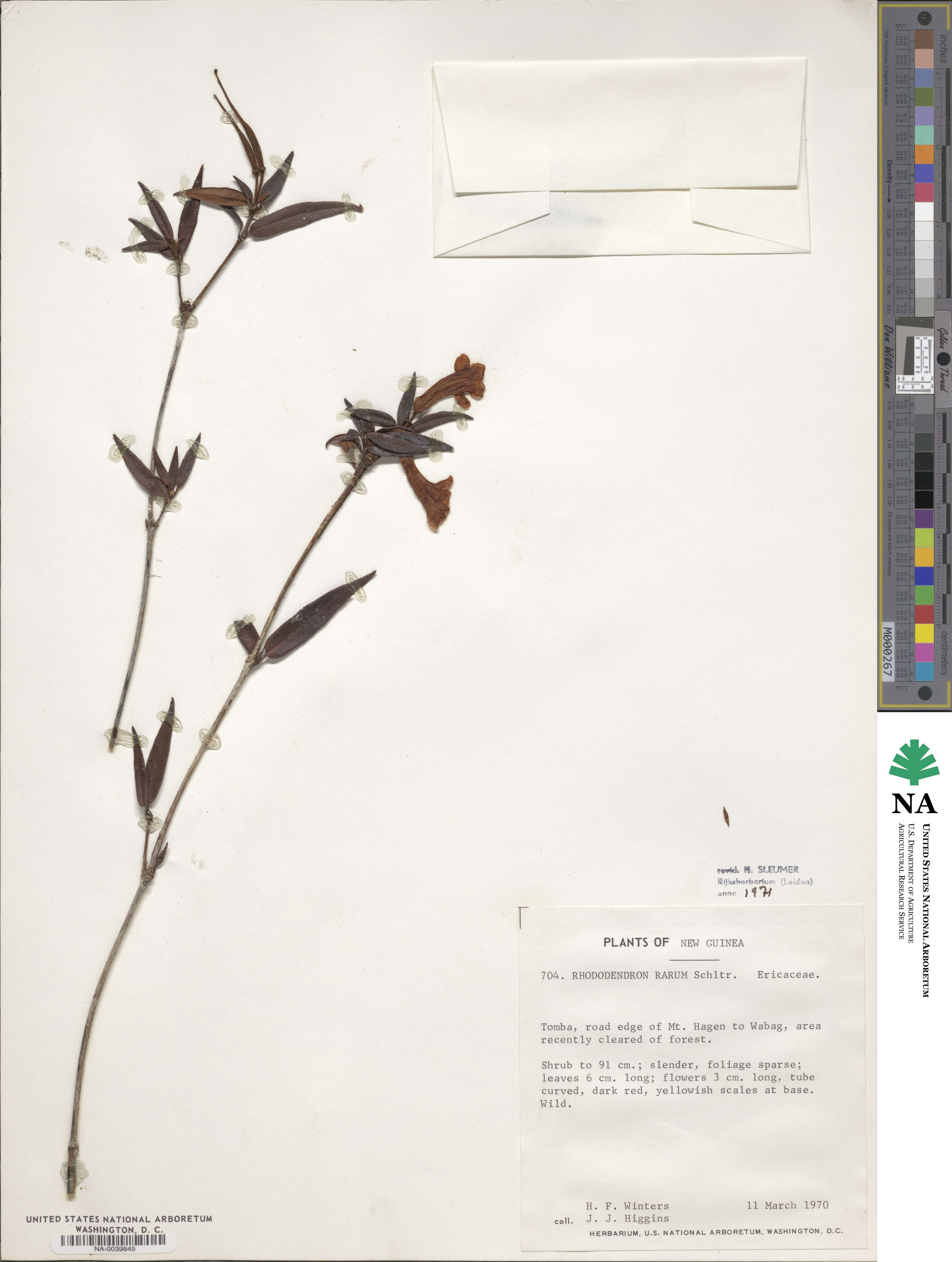 Rhododendron rarum image