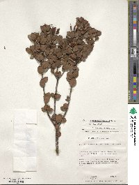 Rhododendron yelliottii image