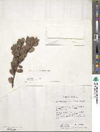 Rhododendron yelliottii image