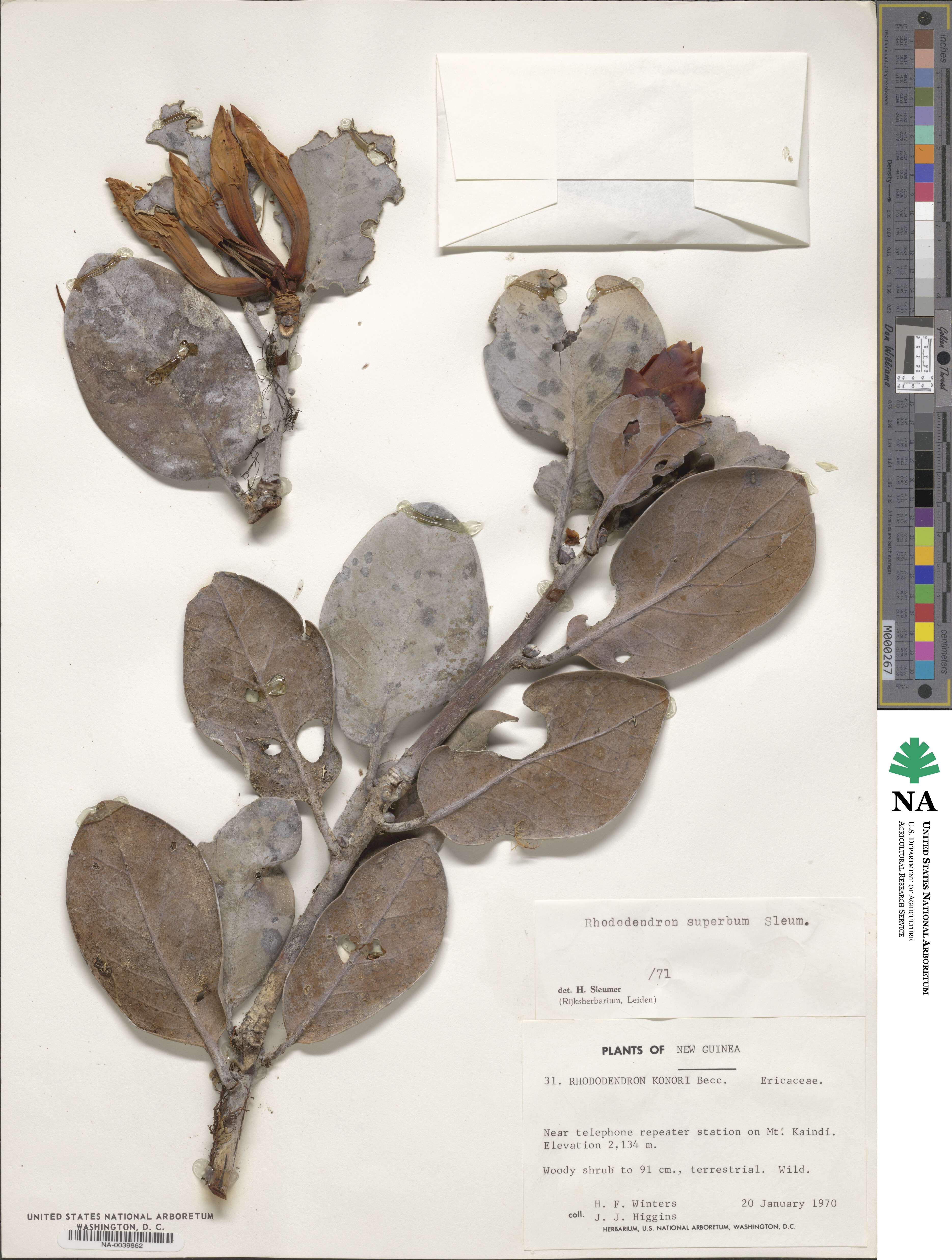 Rhododendron superbum image