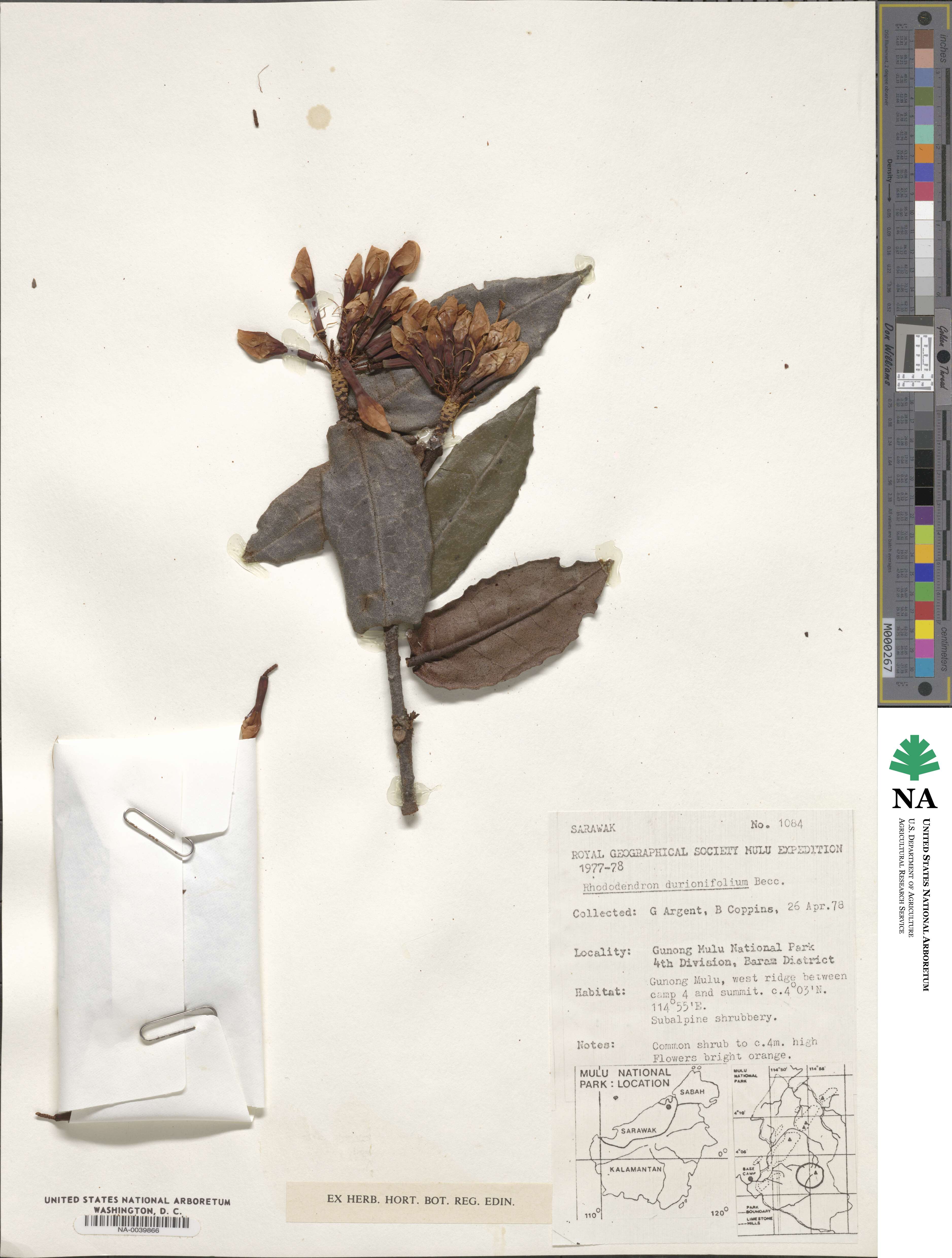 Rhododendron durionifolium image