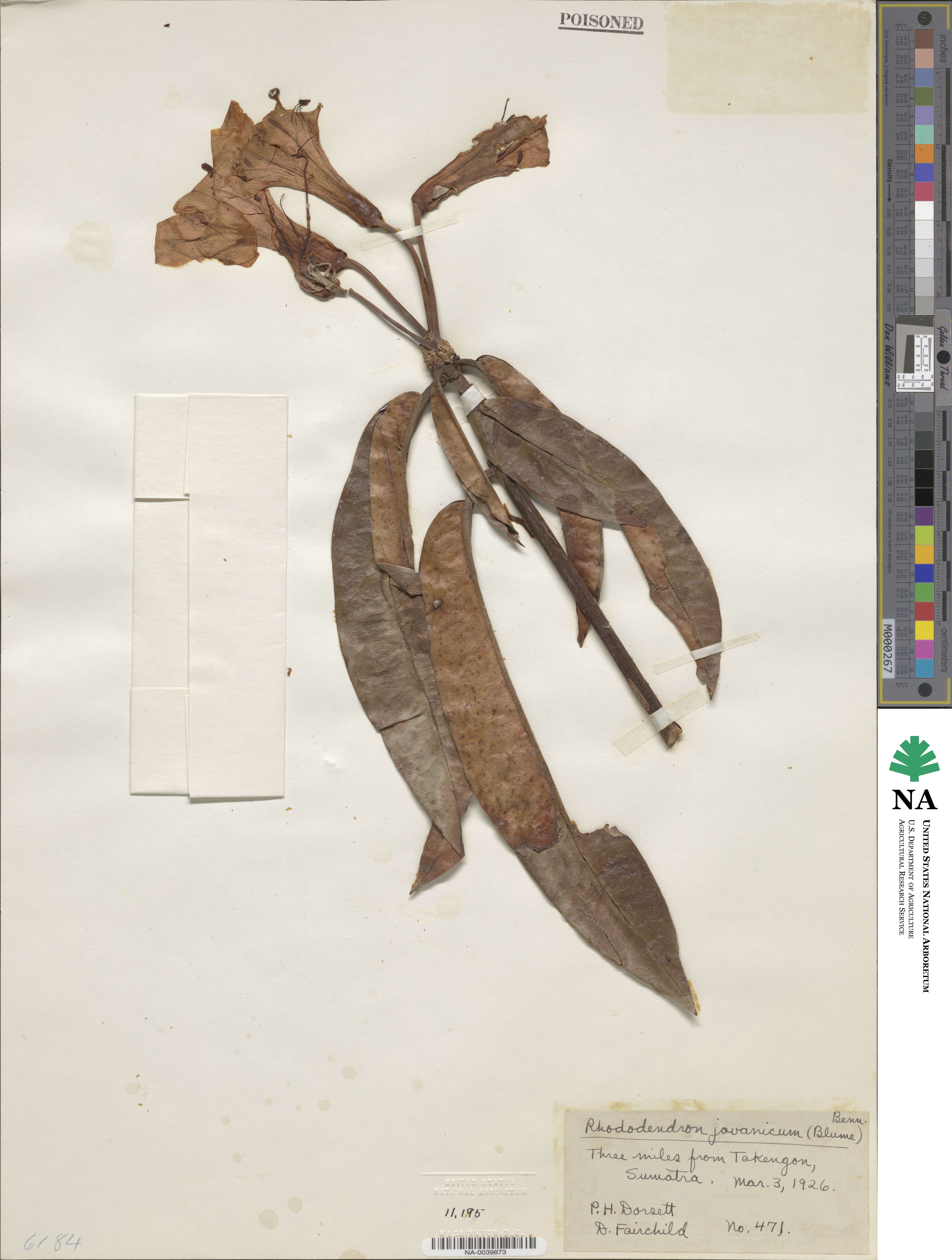 Rhododendron javanicum image