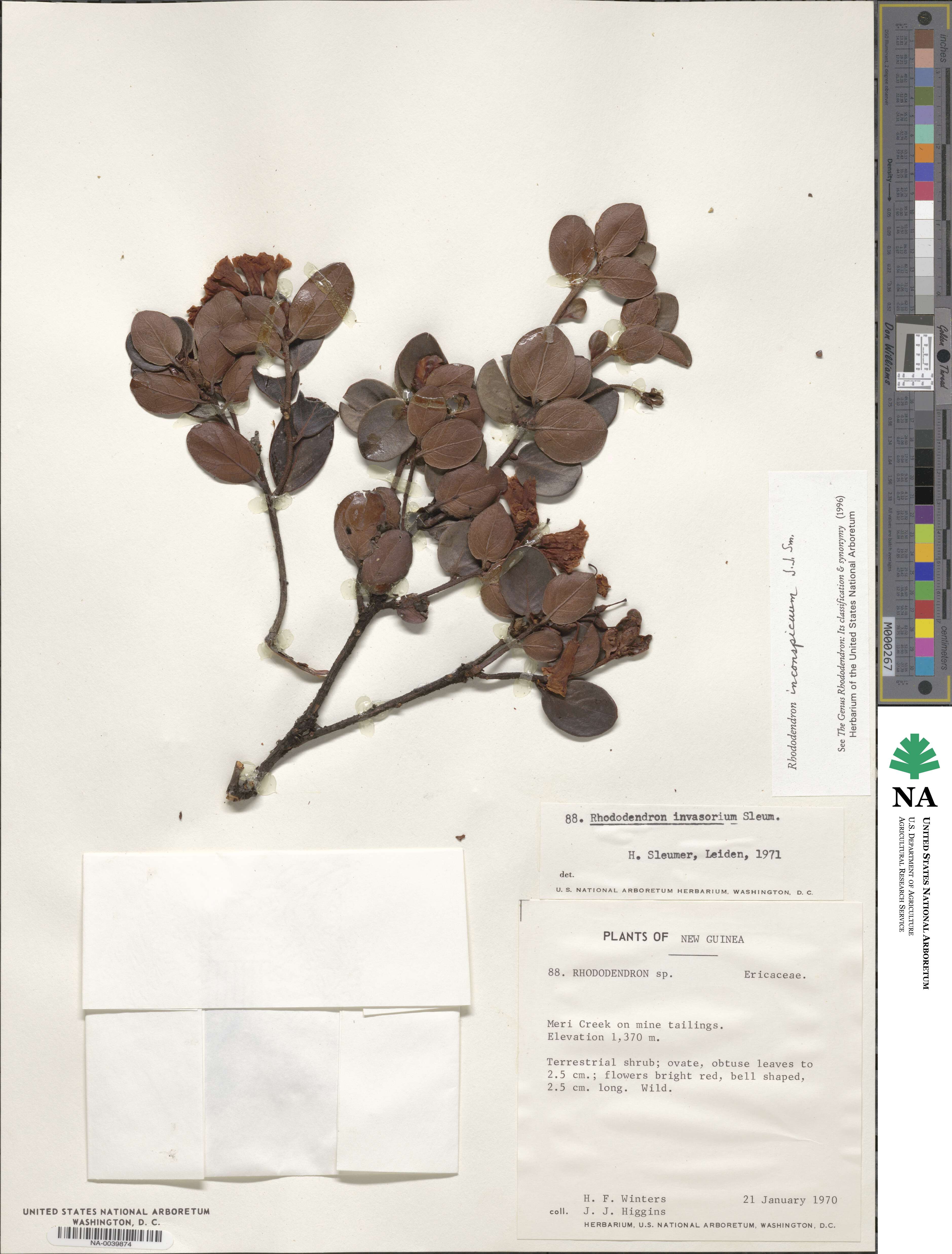 Rhododendron inconspicuum image