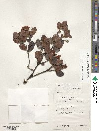 Rhododendron inconspicuum image