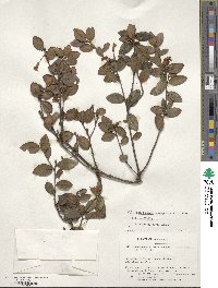 Rhododendron inconspicuum image