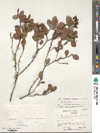 Rhododendron inconspicuum image