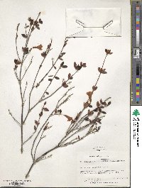 Rhododendron gracilentum image