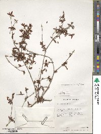 Rhododendron gracilentum image