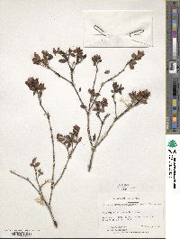 Rhododendron gracilentum image