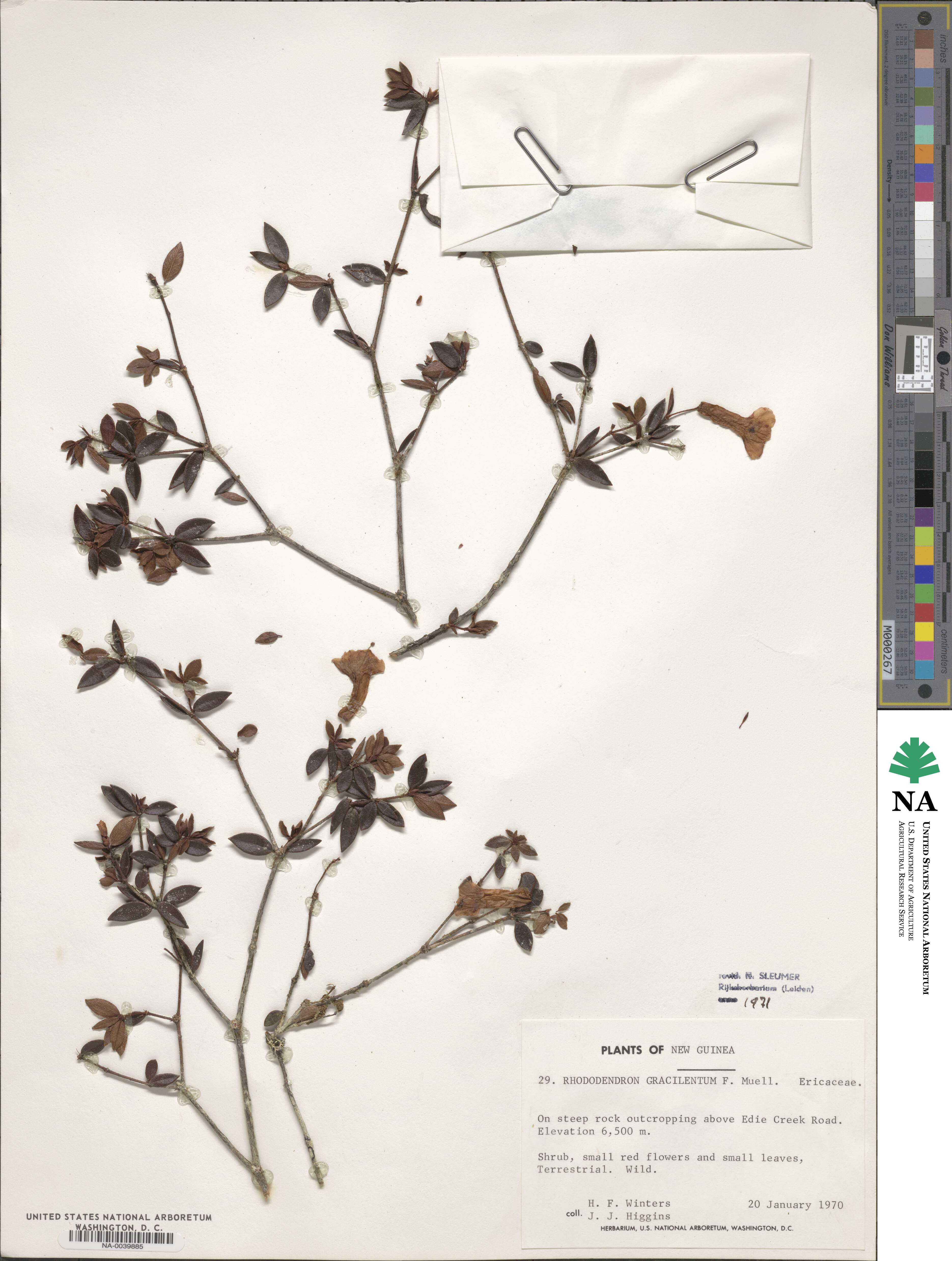 Rhododendron gracilentum image