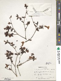 Rhododendron gracilentum image