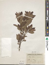 Rhododendron austrinum image