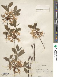 Rhododendron austrinum image