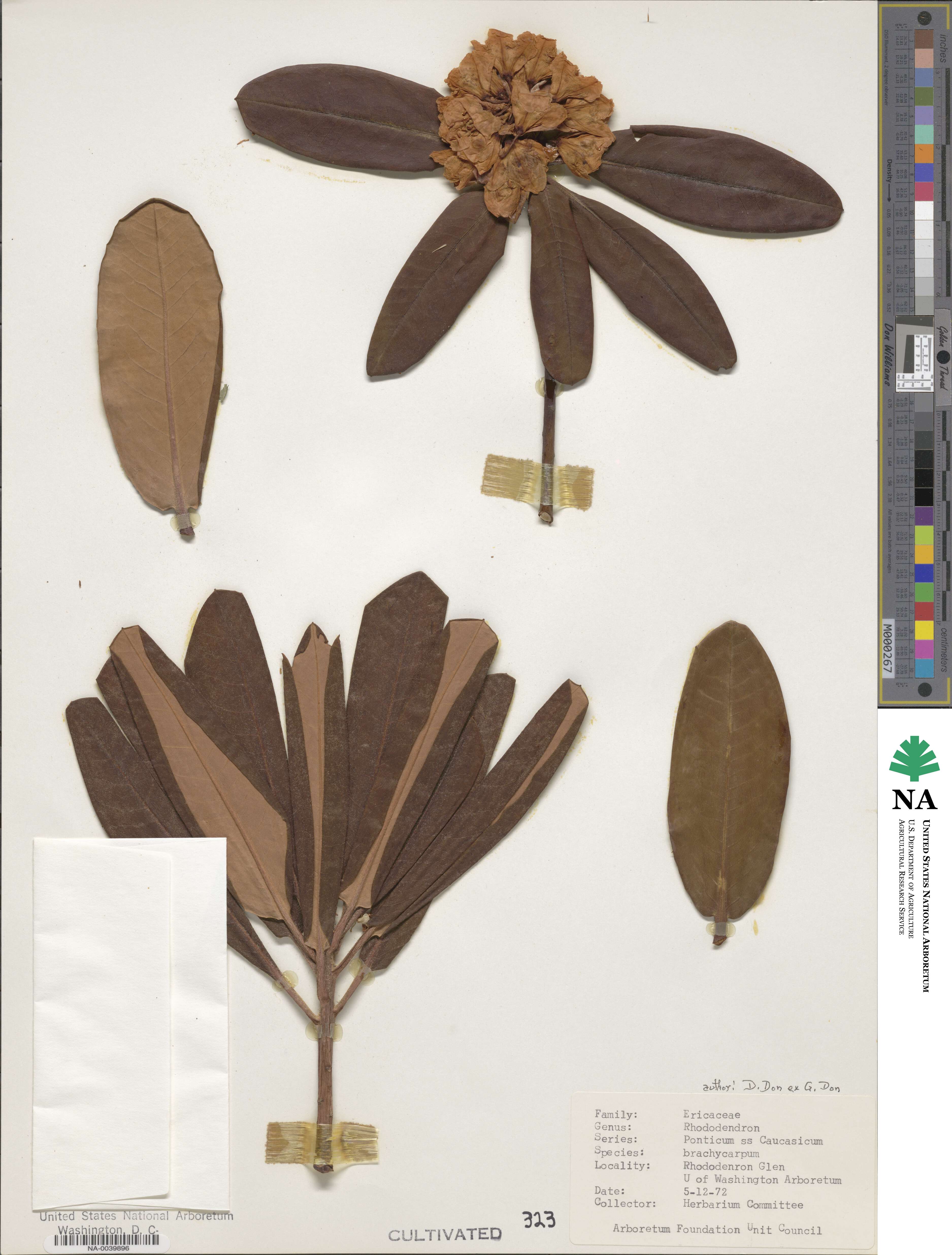 Rhododendron brachycarpum image