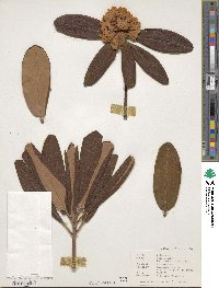 Rhododendron brachycarpum image