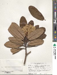 Rhododendron brachycarpum image