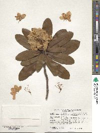 Rhododendron brachycarpum image