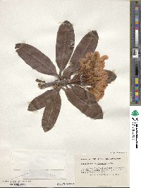 Rhododendron brachycarpum image