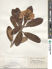 Rhododendron brachycarpum image