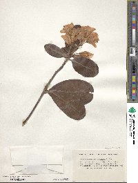 Rhododendron brachycarpum image