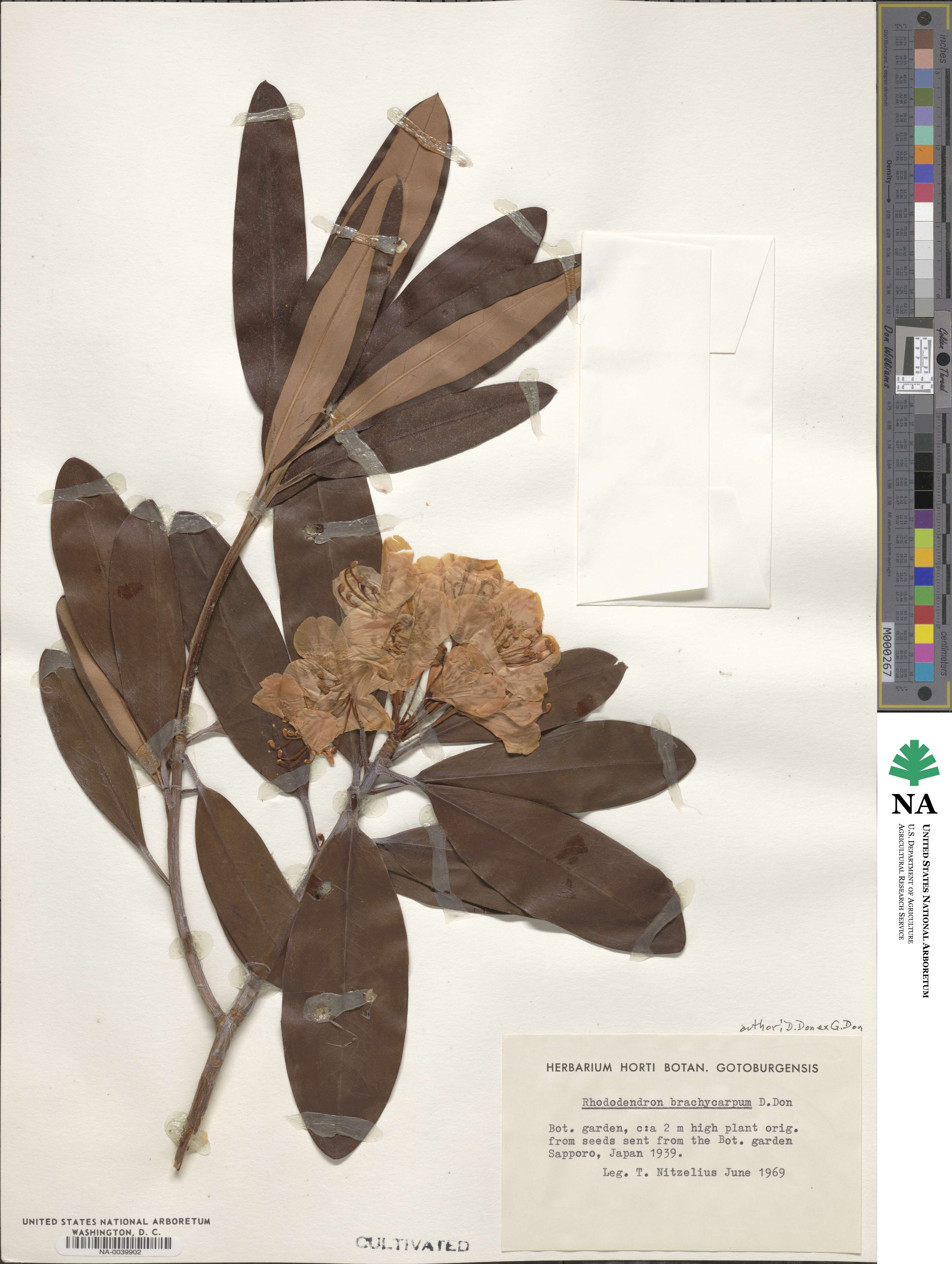 Rhododendron brachycarpum image