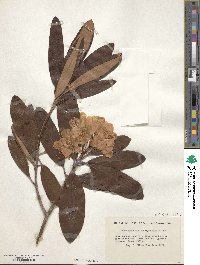 Rhododendron brachycarpum image