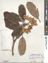 Rhododendron brachycarpum image