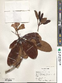 Rhododendron brachycarpum image