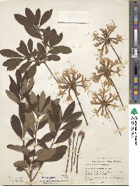 Rhododendron austrinum image