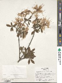 Rhododendron austrinum image