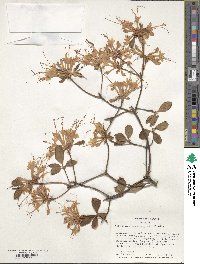 Rhododendron austrinum image