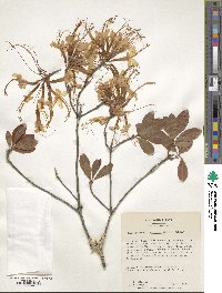 Rhododendron austrinum image