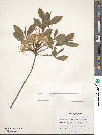 Rhododendron austrinum image