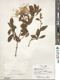 Rhododendron austrinum image