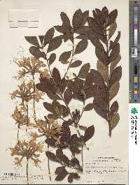 Rhododendron austrinum image