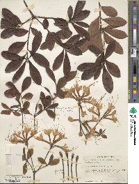 Rhododendron austrinum image