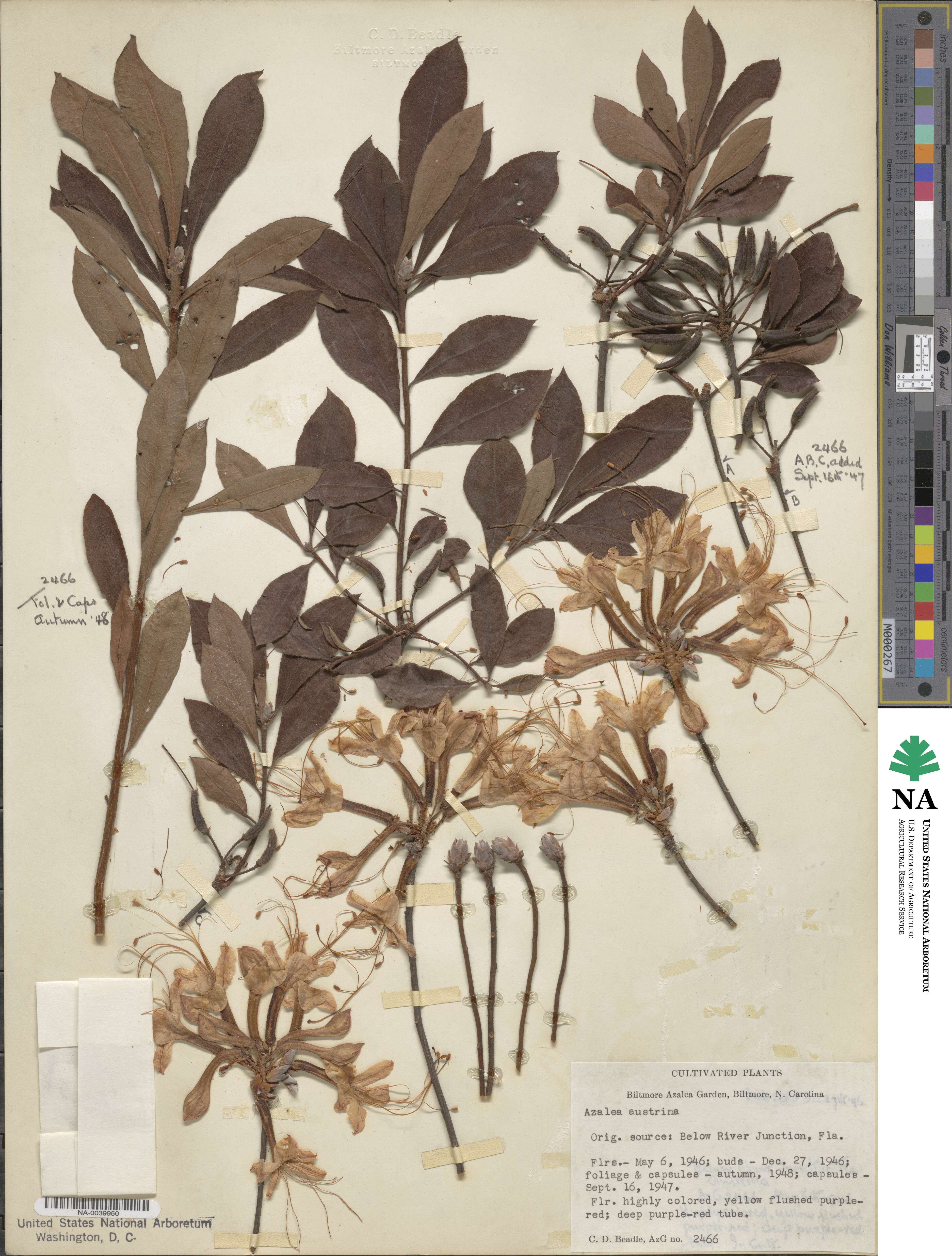 Rhododendron austrinum image