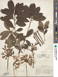 Rhododendron austrinum image