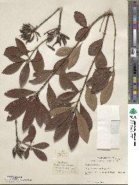 Rhododendron austrinum image