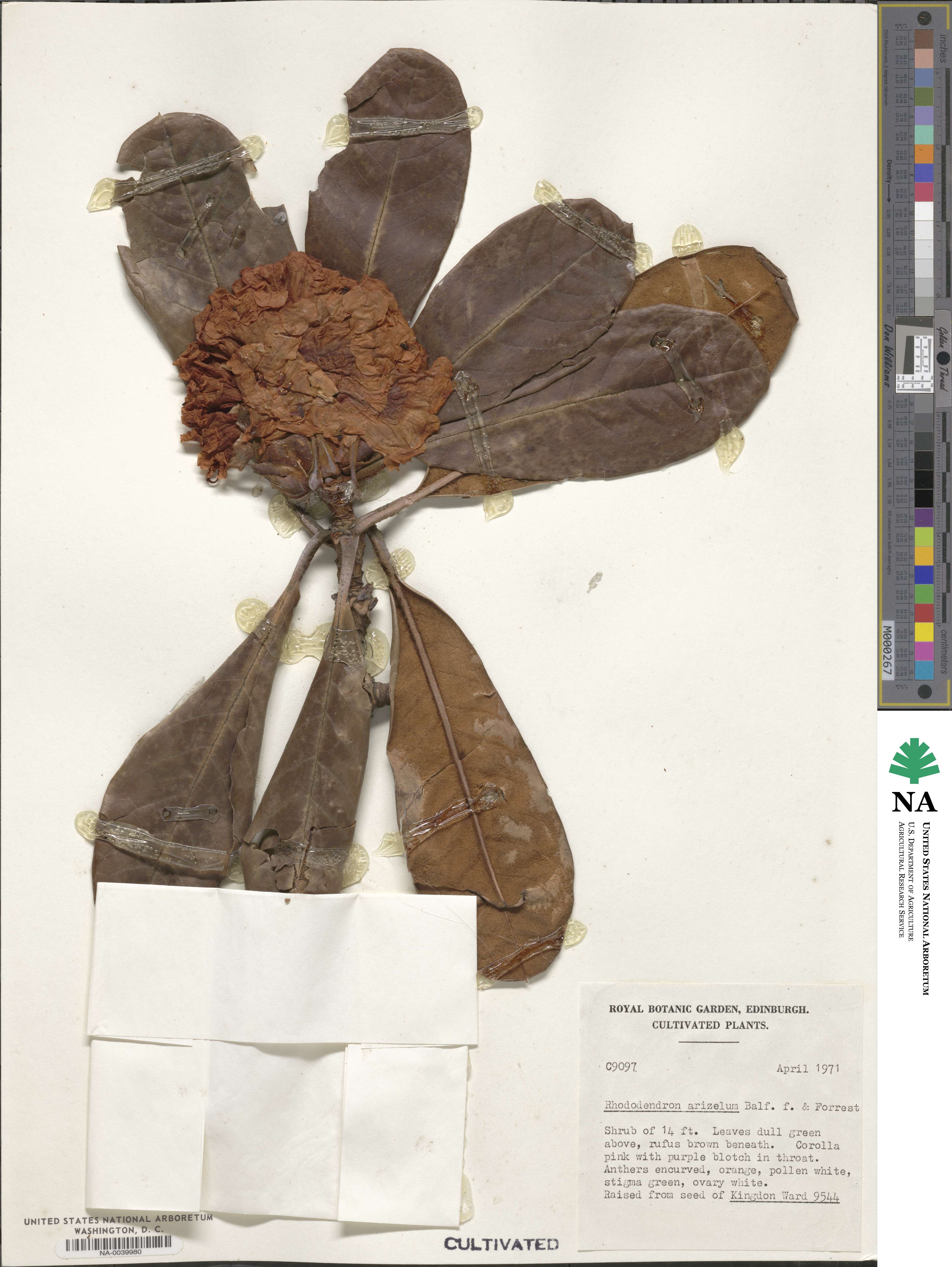 Rhododendron arizelum image