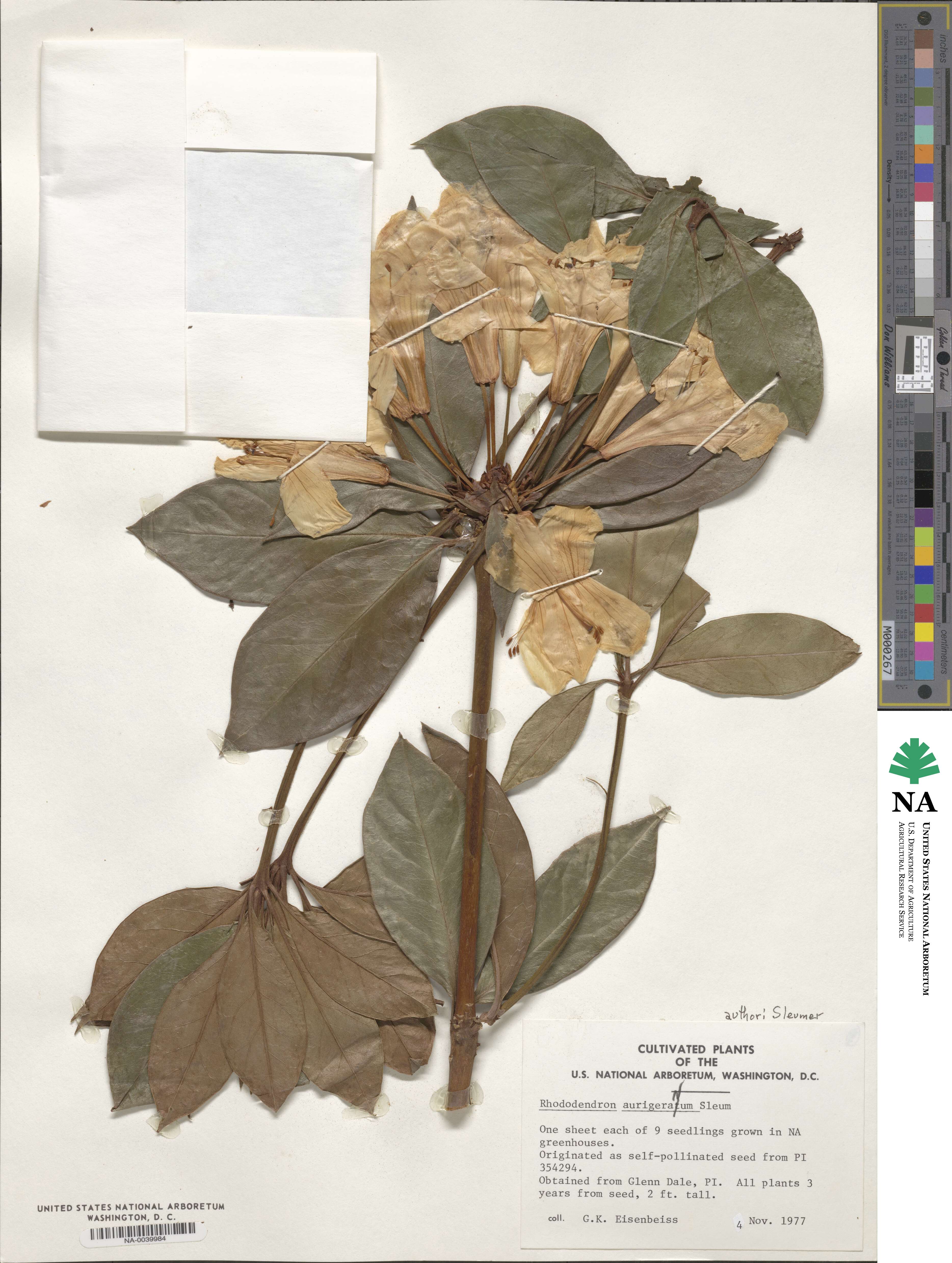 Rhododendron aurigeranum image