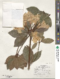 Rhododendron aurigeranum image